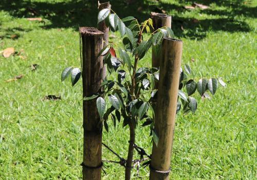 Caoba dominicana | Bosque de las Americas