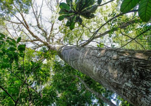 PROFEPA on X: 🌳🌍 La caoba es un árbol de gran importancia ecológica y  cultural en el territorio nacional. Descubre más sobre sus características  y distribución🔍 👇🏾  / X